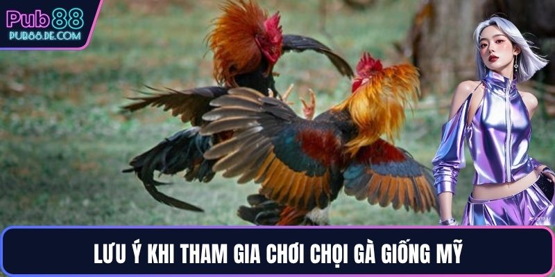 Lưu ý khi tham gia chơi chọi gà giống Mỹ