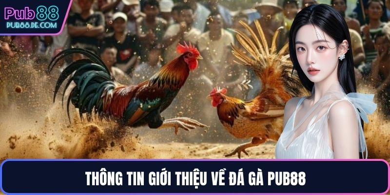 Thông tin giới thiệu về đá gà PUB88