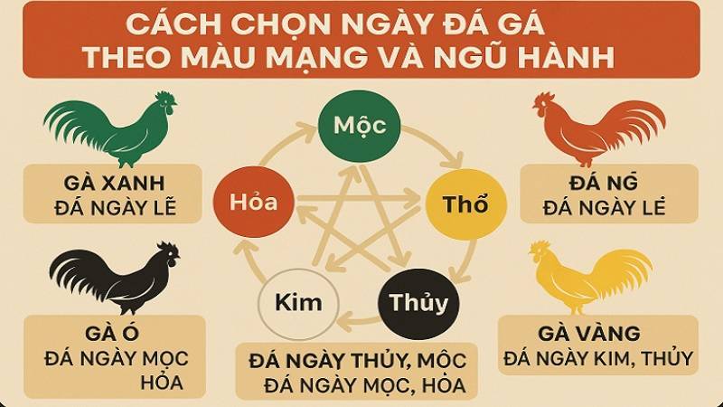 Gà Mạng Thủy Màu Gì: Đặc điểm của gà mạng thủy